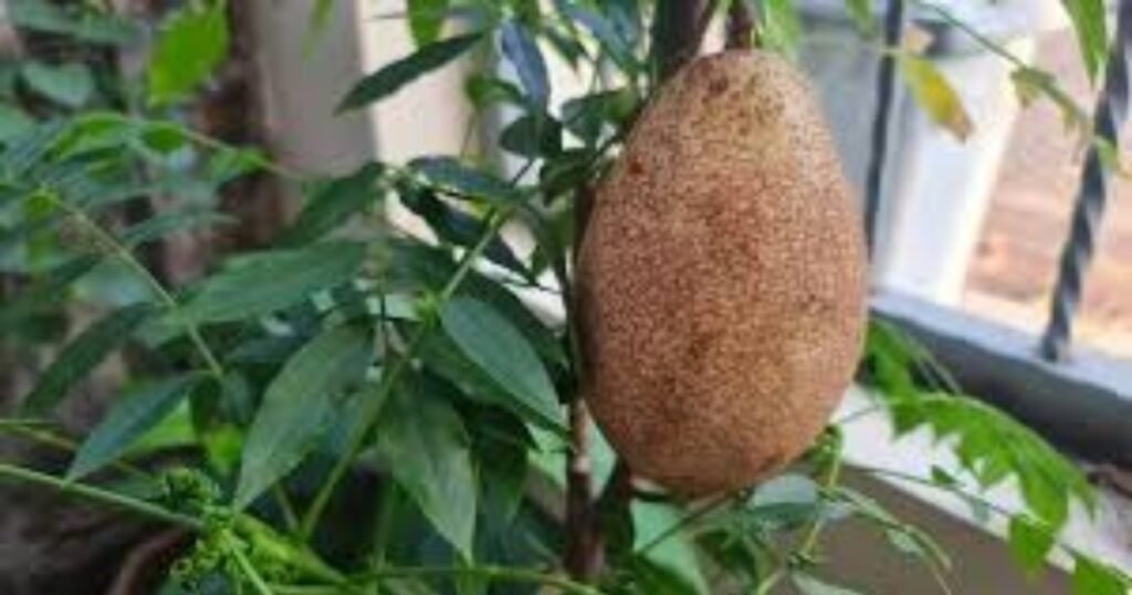 69uSEABAAAAAAAAAAAAAAAAAAAAAAAAAAAAAAAAAAAAAAAAAAAAAAAAAAAAAAAAAAAAAAAAAAAAAAAAAAAAAAAAAAAAAAAAvBsPKQABWIe9EgAAAABJRU5ErkJggg==